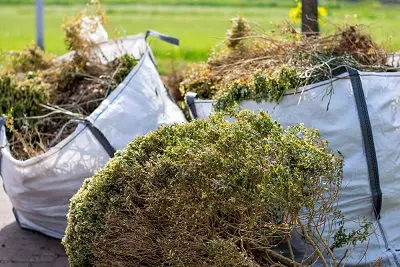 Shrubs in bags at Judea 