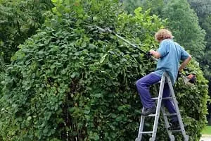 Man on ladder trimming hedge in Tauranga