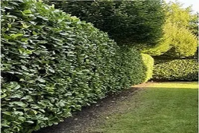 Trimmed hedge in Tauranga NZ