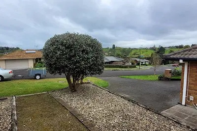 Feijoa hedge/tree trimmed at hedge trimming services Welcome Bay; Maungatapu