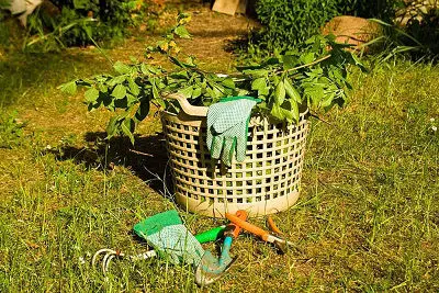 Basket with garden clippings at Parkvale